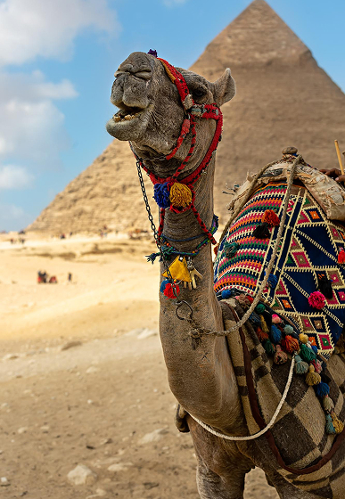 camel-in-front-of-the-pyramids camel-in-front-of-the-pyramids