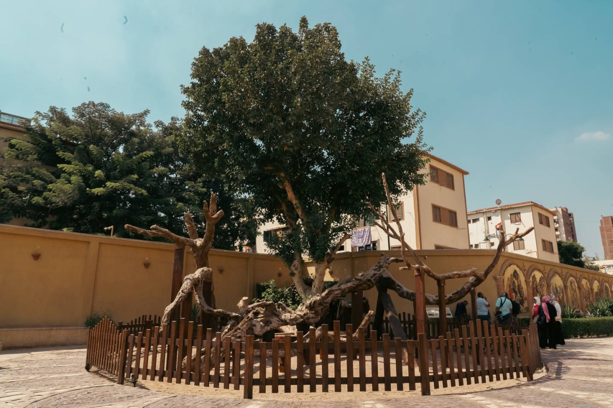 The-Virgin- Mary-tree-in-Matariya